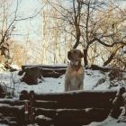 Labradorsk� retr�vr ke kryt�