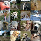 Labradorsk� retr�vr ke kryt�