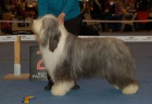 Bearded collie