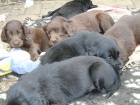 Flat coated retriever s PP ern, hnd tntka