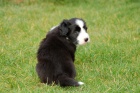 Bearded collie / kolie - ttka