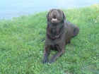 Nab�z�m kryt� labradorsk�m retrieverem
