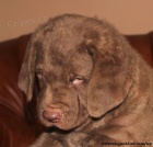 Chesapeake bay retriver s PP(jako hnd labrador)