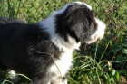 Bearded collie