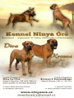 Boerboel tata s PP