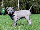 Thajsk ridgeback modr