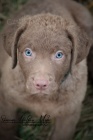 Chesapeake bay retriever