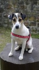 Parson Russell Terrier s PP