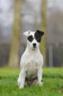 Parson Russell Terrier s PP