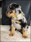 Beauceron - tata sPP