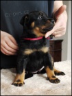 Beauceron - tata sPP