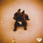 Francouzsk� buldo�ek ke kryt�