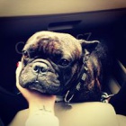 Francouzsk� buldo�ek ke kryt�