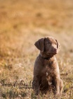 Voln pejsek Chesapeake bay retrievera - s PP