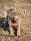 Voln pejsek Chesapeake bay retrievera - s PP