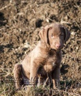 Voln pejsek Chesapeake bay retrievera - s PP