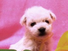 Bionek - bichon fris