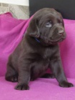 Labrador retriever - �okol�dov� �t���tka s PP
