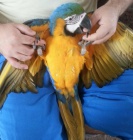 Papou�ek DNA, Mu� a �ena byli ruka chovan�