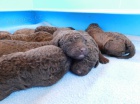 Chesapeake bay retriever