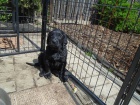 Flat coated retriever s PP