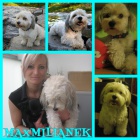 Havansk� ps�k v�roba miminek