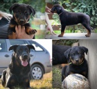 beauceron s PP