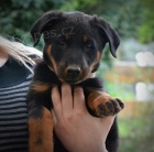 beauceron s PP