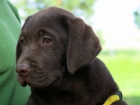 Labrador retriever - �okol�dov� pejsek, �t�n� s PP