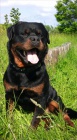 Rotvajler, rottweiler, RTW s PP  KE KRYT