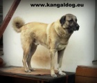 Anatolsk pasteveck pes - Kangal