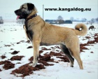 Anatolsk pasteveck pes - Kangal