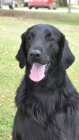 Flat Coated retriever - ern tata s PP