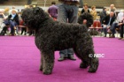 Bouvier des Flandres