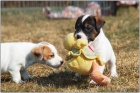 Jack Russell terir