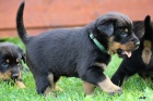 Beauceron - fenky s PP na prodej