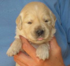 Zlat� retriever - �t��ata s PP