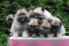 Keeshond / vl pic prodm tata s PP