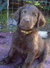 Flat coated retriever s PP -hnd