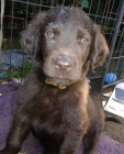 Flat coated retriever s PP -hnd