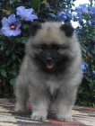 Keeshond / vl pic prodm tata s PP