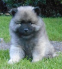 Keeshond / vl pic prodm tata s PP