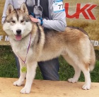 Pon�kam na krytie Sib�rskeho Huskyho s PP 