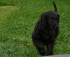 tn Flat Coated Retrievera s PP - ern fenka