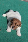 jack russel terier s PP