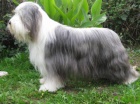 Bearded collie