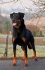 Beauceron - Rezervace ttek s PP