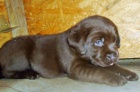 Labradorsk retriever s PP