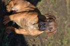 boerboel s pp