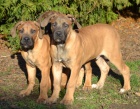 boerboel s pp